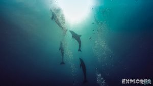 Belize Caye Caulker Dolphins Scuba Diving Backpacker Backpacking Travel