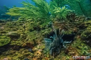 Belize Caye Caulker Lionfish Scuba Diving Backpacker Backpacking Travel