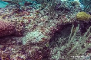 Belize Caye Caulker Scuba Diving Lobster Backpacker Backpacking Travel
