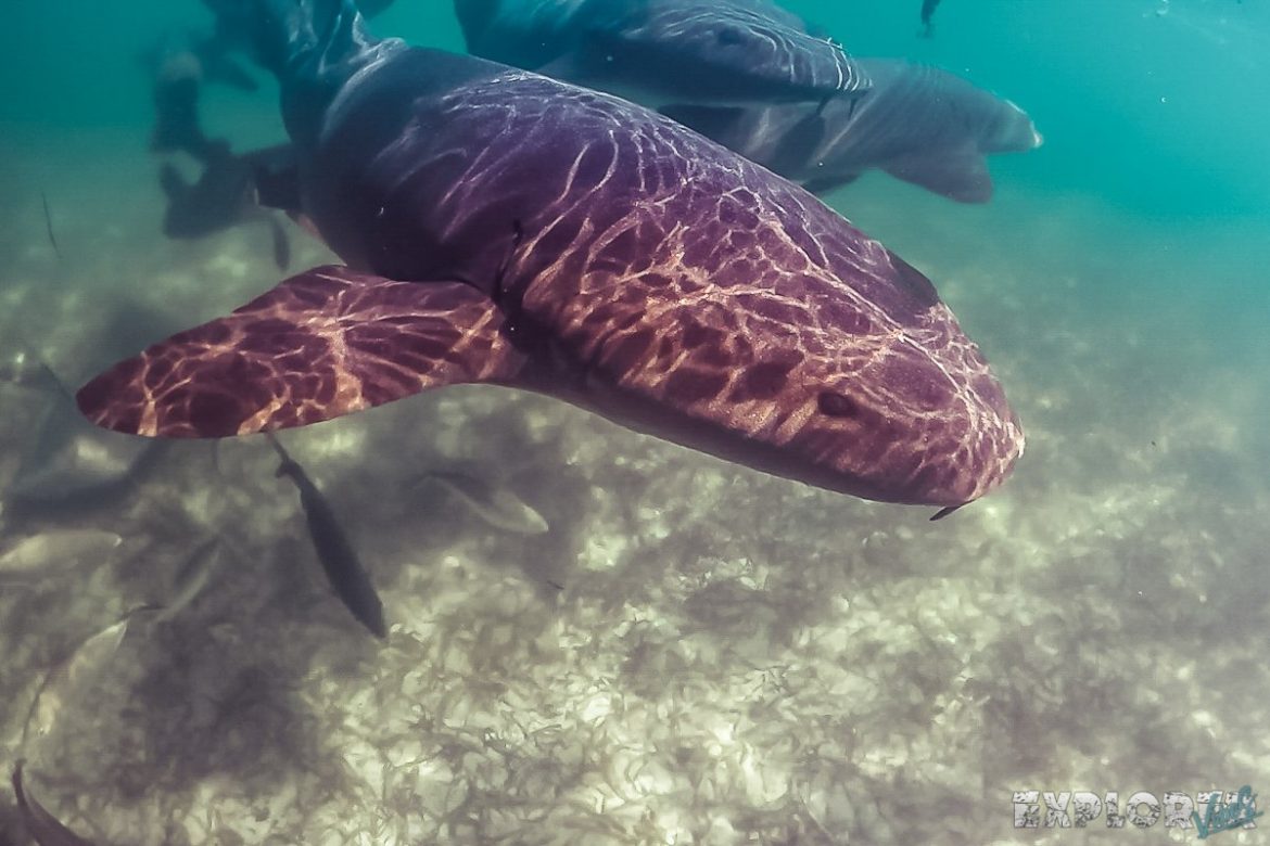 Belize Caye Caulker Scuba Snorkel Nurseshark Shark Backpacker Backpacking Travel