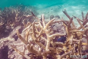 Belize Caye Caulker Scuba Snorkel Yellowtail Damselfish Backpacker Backpacking Travel