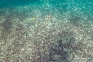 Belize Caye Caulker Snorkel Boxfish Backpacker Backpacking Travel