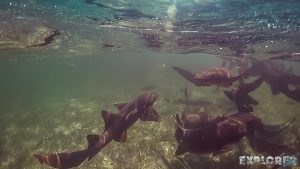 Belize Caye Caulker Snorkeling Nurseshark Shark Backpacker Backpacking Travel