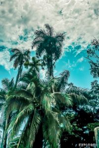 Panama Bocas Del Toro Palmtrees Backpacking Backpacker Travel