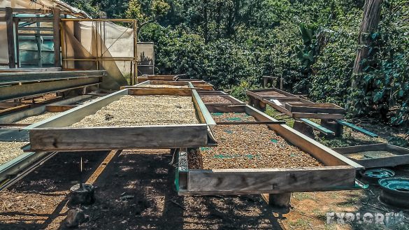 Panama Boquete Coffee Plantation Coffeebeans Backpacking Backpacker Travel