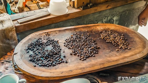 Panama Boquete Coffee Plantation Coffeebeans Backpacking Backpacker Travel