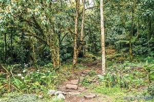 Panama Boquete Hiking Sendero de los Quezales Backpacking Backpacker Travel