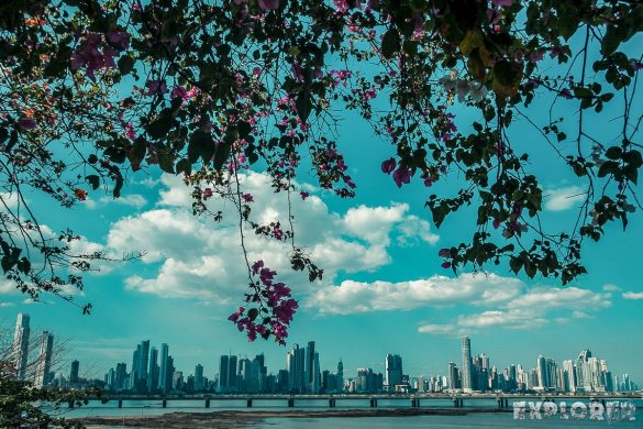 Panama City Casco Viejo Flowers Skyline Backpacker Backpacking Travel