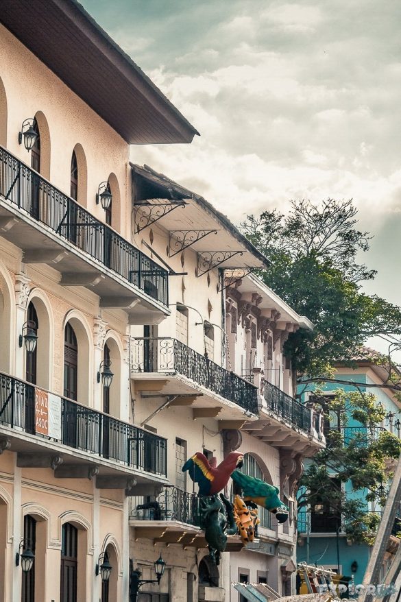 Panama City Casco Viejo Parrots Backpacking Backpacker Travel