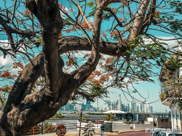 Panama City Tree Skyline Backpacking Backpacker Travel