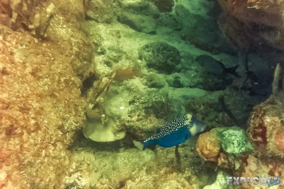 Panama Isla Coiba Boxfish Backpacking Backpacker Travel