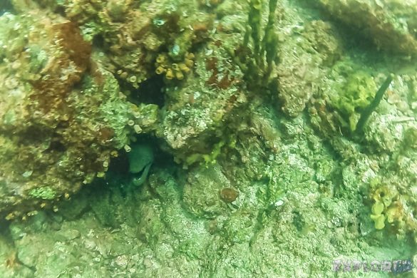 Panama Isla Coiba Moray Eel Backpacking Backpacker Travel