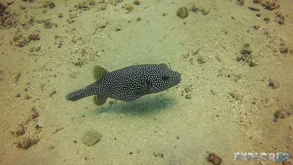 Panama Isla Coiba Scuba Diving Boxfish Backpacking Backpacker Travel