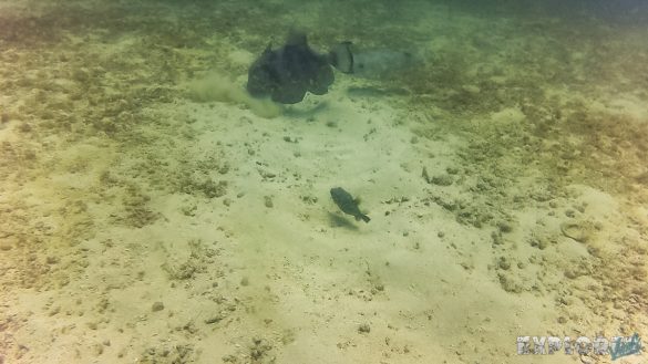 Panama Isla Coiba Scuba Diving Boxfish Backpacking Backpacker Travel