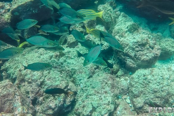 Panama Isla Coiba Scuba Diving French Grunt Backpacking Backpacker Travel