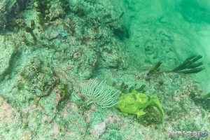 Panama Isla Coiba Scuba Diving Frogfish Backpacking Backpacker Travel