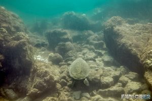 Panama Isla Coiba Turtle Backpacking Backpacker Travel