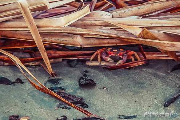 Panama Santa Catalina Crab Backpacking Backpacker Travel