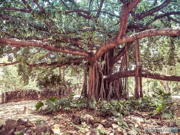Panama Viejo Tree Backpacking Backpacker Travel