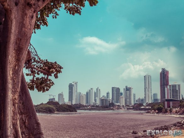 Panama Viejo Tree Skyline Backpacking Backpacker Travel