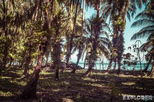 Panama Bocas Del Toro Isla Zapatilla Palmtrees Backpacking Backpacker Travel