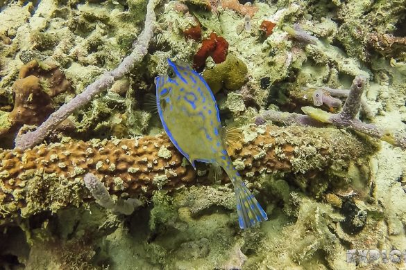 Panama Bocas Del Toro Scuba Diving Divesite Lunchbox Cowfish Backpacking Backpacker Travel