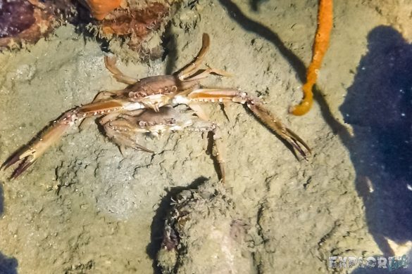 Panama Bocas Del Toro Scuba Diving Divesite Lunchbox Nightdive Crab Backpacking Backpacker Travel