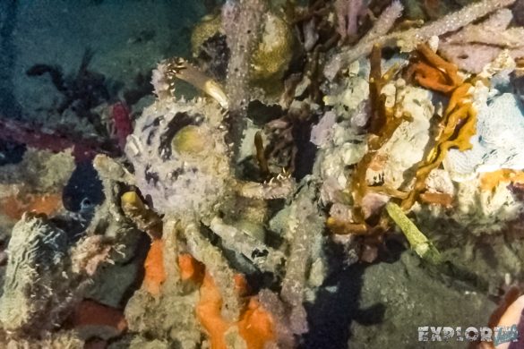 Panama Bocas Del Toro Scuba Diving Divesite Lunchbox Nightdive Crab Backpacking Backpacker Travel