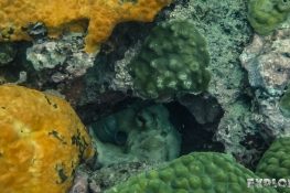 Panama Bocas Del Toro Scuba Diving Divesite Lunchbox Octopus Backpacking Backpacker Travel