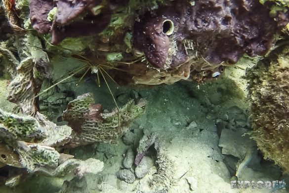 Panama Bocas Del Toro Scuba Diving Divesite Lunchbox Spidercrab Backpacking Backpacker Travel