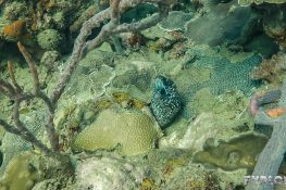 Panama Bocas Del Toro Scuba Diving Divesite Lunchbox Spotted Moray Eel Backpacking Backpacker Travel
