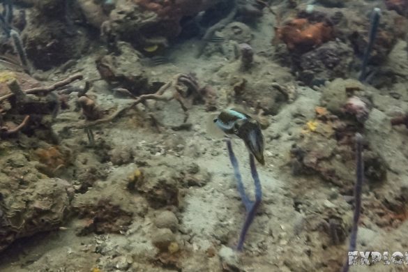 Panama Bocas Del Toro Scuba Diving Divesite Lunchbox Squid Backpacking Backpacker Travel