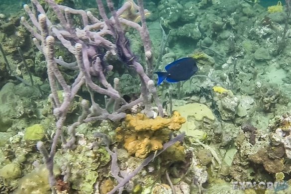 Panama Bocas Del Toro Scuba Diving Divesite Lunchbox Surgeonfish Backpacking Backpacker Travel