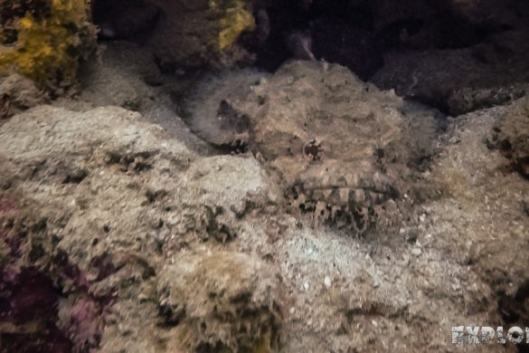 Panama Bocas Del Toro Scuba Diving Divesite Lunchbox Toadfish Backpacking Backpacker Travel