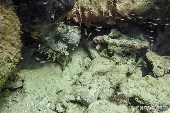 Panama Bocas Del Toro Scuba Diving Divesite Lunchbox Toadfish Backpacking Backpacker Travel