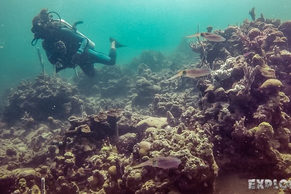 Panama Bocas Del Toro Scuba Diving Divespot Lunchbox Squid Backpacking Backpacker Travel