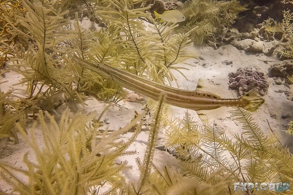 Panama Bocas Del Toro Scuba Diving Divespot Lunchbox Trumpetfish Backpacking Backpacker Travel