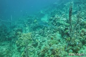 Panama Bocas Del Toro Scuba Diving Divespot Pandora Squid Backpacking Backpacker Travel