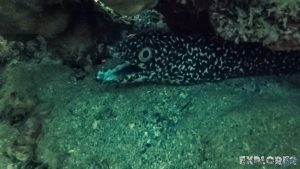 Panama Bocas Del Toro Scuba Diving Spotted Moray Eel Divesite Pandora Backpacking Backpacker Travel