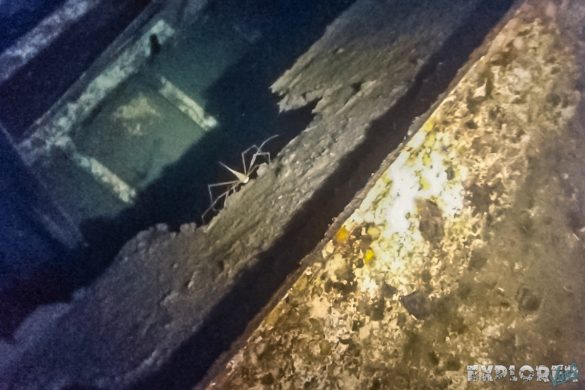 Panama Bocas Del Toro Scuba Nightdive Spidercrab Wreck Divesite Lunchbox Backpacking Backpacker Travel