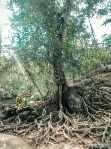 Indonesia Bali Goa Gajah Garden Old Holy Tree Backpacking Backpacker Travel