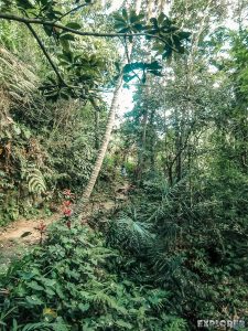 Indonesia Bali Goa Gajah Jungle Path Backpacking Backpacker Travel