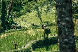 Indonesia Bali Tegalalang Rice Terraces Farmer Backpacking Backpacker Travel