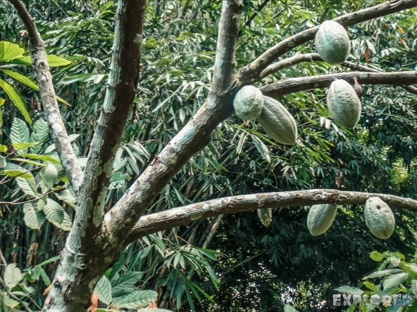 Indonesia Bali Cocoa Tree Backpacker Backpacking Travel
