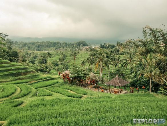 Indonesia Bali Jatiluwih Rice Terraces Backpacker Backpacking Travel