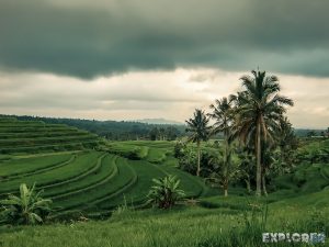 Indonesia Bali Jatiluwih Rice Terraces Backpacker Backpacking Travel