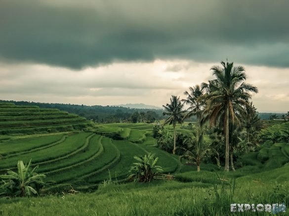 Indonesia Bali Jatiluwih Rice Terraces Backpacker Backpacking Travel