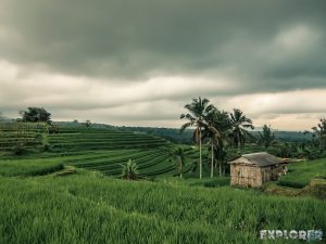Indonesia Bali Jatiluwih Rice Terraces Backpacker Backpacking Travel