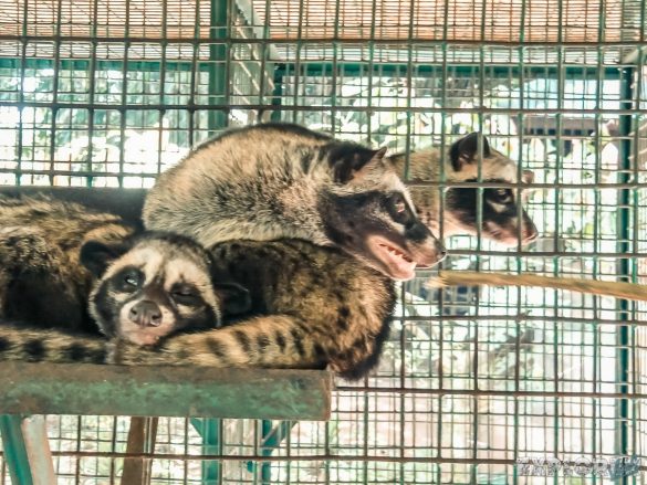 Indonesia Bali Kopi Luwak Coffee Civet Cats Backpacker Backpacking Travel