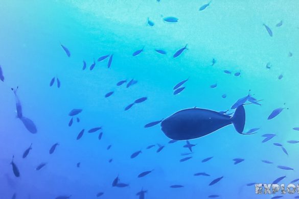 Indonesia Bali Tulamben USAT Liberty Wreck Scuba Diving Backpacker Backpacking Travel